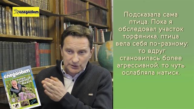 Длиннохвостый поморник