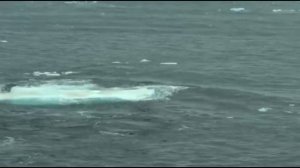 Нападение косатки (Orcinus orca) на человека: косатка утащила мужчину в воду