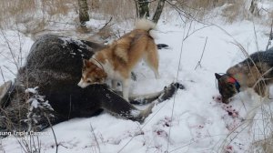 Бычок под вечер