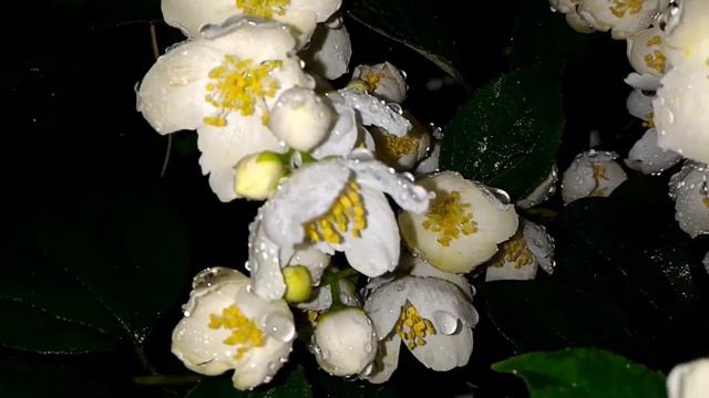 🌞🌿🏡 Моя дача мои грядке смотреть онлайн