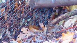 Как выглядит полоз