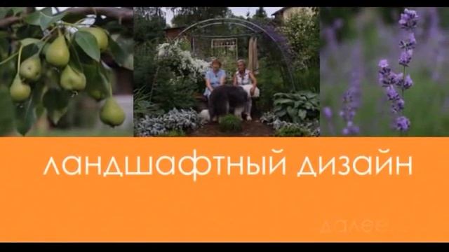 Частный сад Ирины Пыжиковой под Петербургом. Как вырастить неукрывной, малоуходный сад пенсионеру.