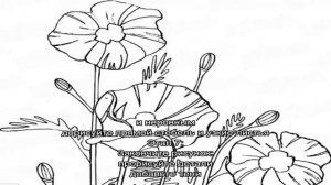 Как нарисовать клумбу с цветами карандашом поэтапно для начинающих и детей? Как нарисовать клумбу .