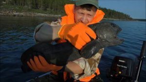 Кольский 2017 Белое море Зубатка