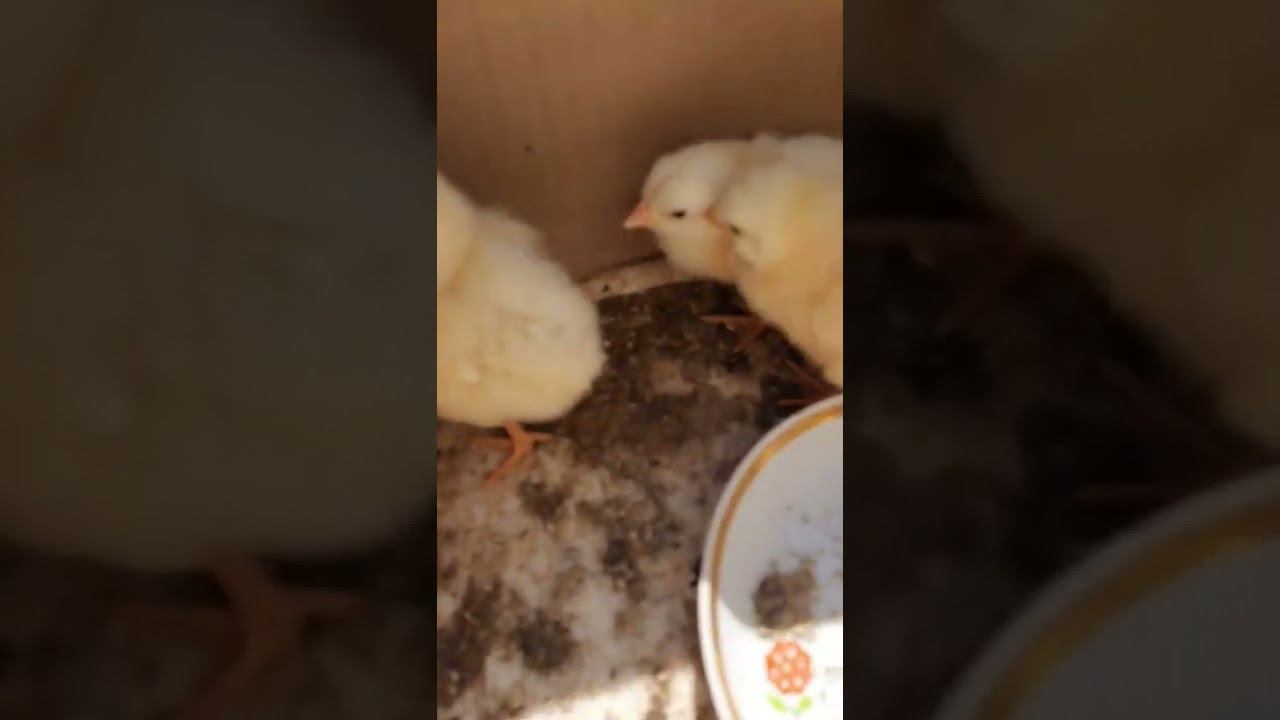 #дача #куры смотреть онлайн