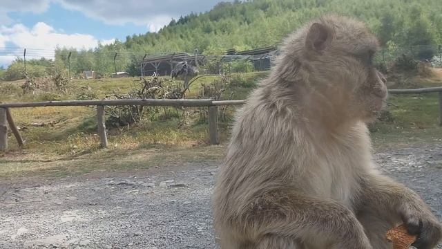|Смешные мартышки