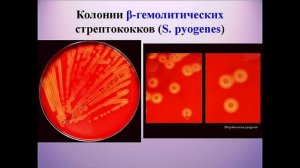 Культивирование Бактерий .
