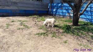 Выбор собаки в питомнике  Маремма-Абруццкая Овчарка Dog kennel Maremmano-Abruzzese Sheepdog