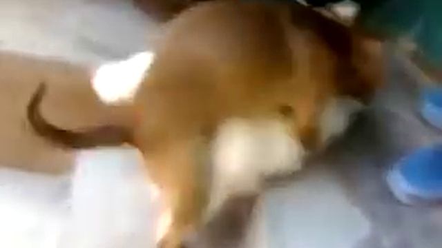 Собака хочет кошку!!! Только для взрослых 18+ смотреть онлайн