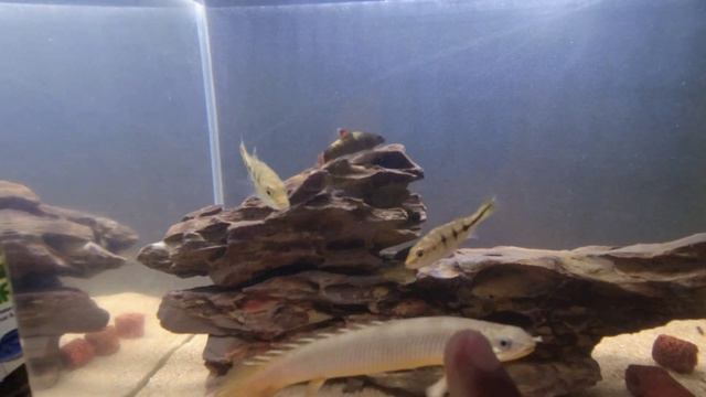நிறைய நிறைய(monster fishes) வாங்கிட்டேன்😍🔥| Mini monster fish tank Update|tamil|kolathur fish marke