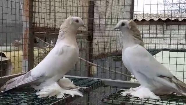 голуби