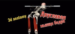 3d anatomy. Двуглавая мышца бедра (бицепс бедра).