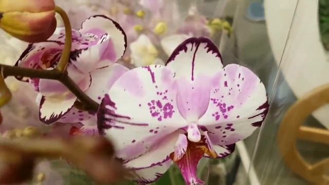 СОРТОВЫЕ ОРХИДЕИ за 347 р. в КАСТОРАМА Fancy Magik Art Orchids ORCHID Орхидея ОРЕНБУРГ Обзор ОРХИДЕ