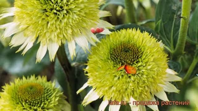 Эхинацея пурпурная Гринлайн (echinacea Purpurea) ? обзор: как сажать, рассада эхинацеи Гринлайн