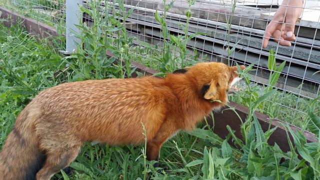 Лиса, которая не любит людей