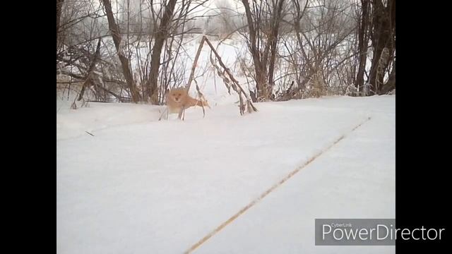 Попытка показать как едет мотобуксировщик Форза 15 с лыжным модулем! смотреть онлайн