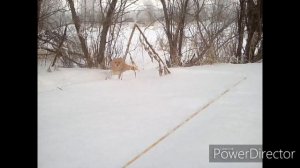 Попытка показать как едет мотобуксировщик Форза 15 с лыжным модулем!