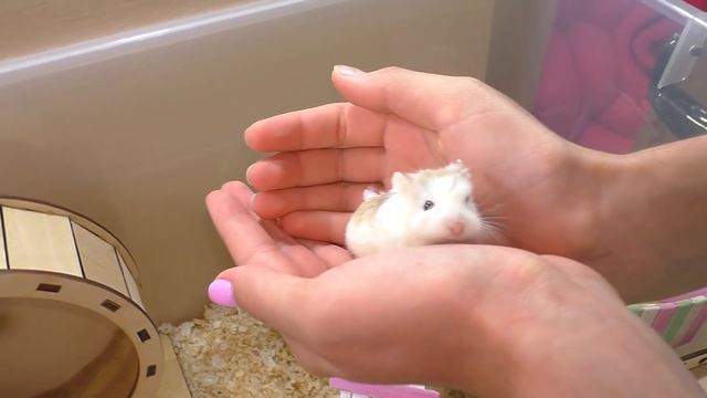 Как проходит Утро с ПИТОМЦАМИ у Алисы? / Что нового у Муравьев? / Alisa Easy Pets