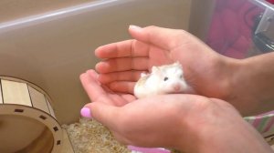 Как проходит Утро с ПИТОМЦАМИ у Алисы? / Что нового у Муравьев? / Alisa Easy Pets