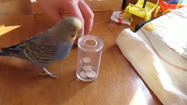 Играем с попугаем ) Монетки смотреть онлайн