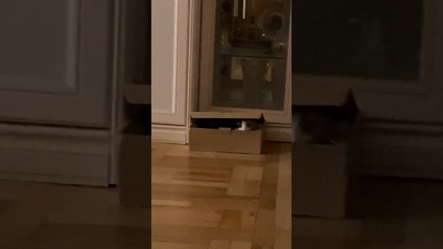 Найдите кошечку | Find the cat