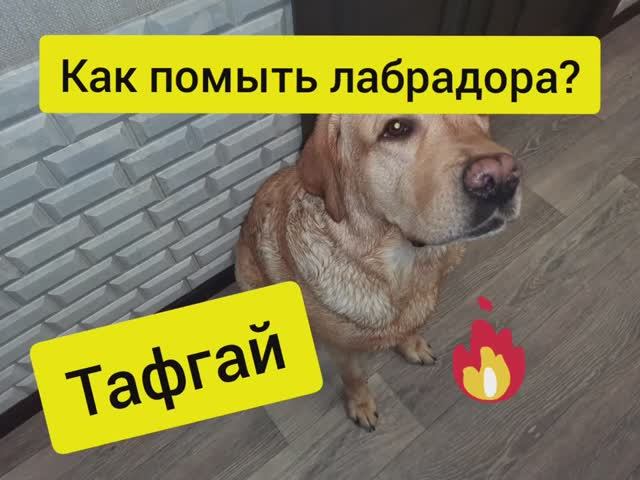 Лабрадор Тафгай. Как помыть собаку. Лабрадор ретривер купается. смотреть онлайн