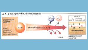 Максимальная скорость человека.
