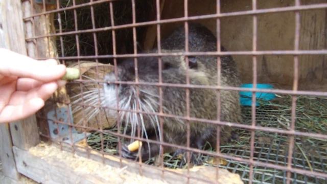 Нутрия смотреть онлайн