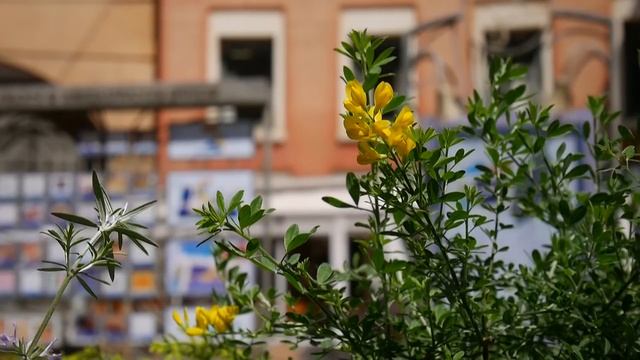 Panasonic Lumix DMC GM1 + LUMIX G VARIO 12-32mm F3.5-5.6 ASPH MEGA O.I.S смотреть онлайн