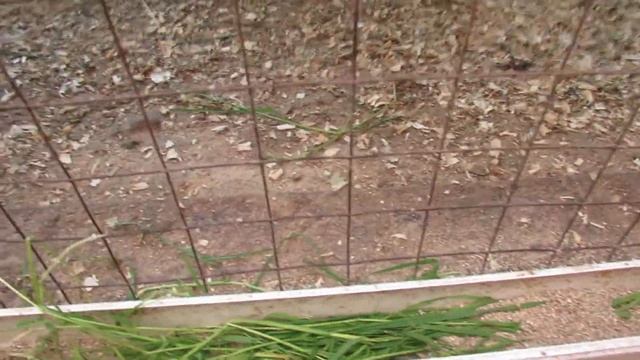 "Перепёлкино" Как пекинских "поросят" ограничить в свинстве. смотреть онлайн