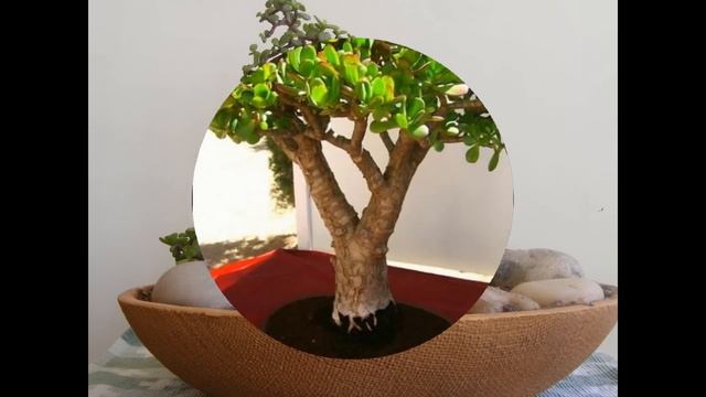 The Steps to Prune the Perfect Jade Bonsai смотреть онлайн