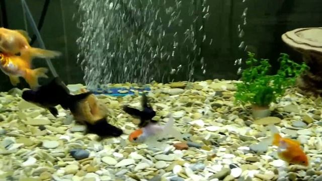 наши рыбки в аквариуме смотреть онлайн