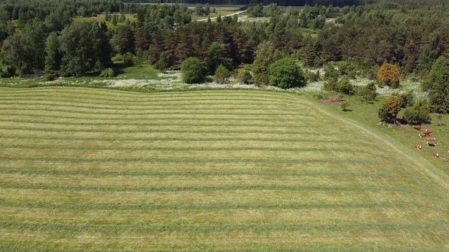 Silage raking 2021 with T40-AM and GVR-6B #silage #summer #farming смотреть онлайн