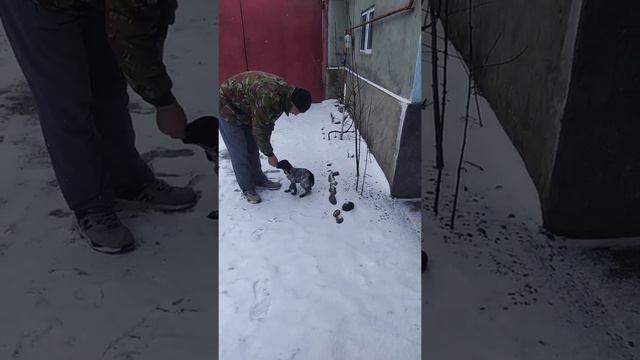 Обучение Русского Спаниеля