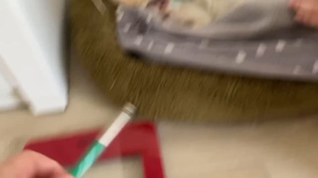 63 ДЕНЬ БЕРЕМЕННОСТИ ЧИХУАХУА. СКОЛЬКО ЖЕ ТАМ ЩЕНКОВ? ? смотреть онлайн