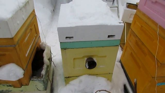 гибель пчел при зимовке на воле, решение проблемы, прошло 45 дней, смотрю запасы корма в улье смотреть онлайн