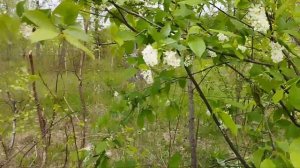 р.Сутка недалеко от п.Горохово Ярославской области.