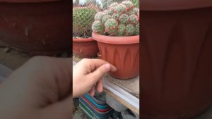 Как организовать дренаж в горшках.