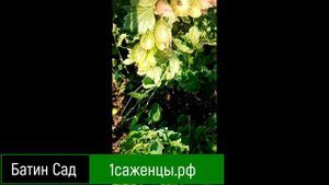 Крыжовник Легинь