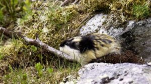 Почему топятся лемминги, животные Евразии, лемминг - интересные факты.