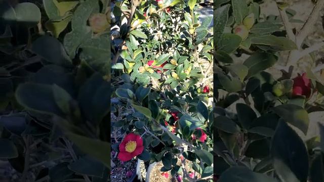 Camelia Sasanqua Yuletide смотреть онлайн