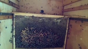 Развитие двухрамочных июльских отводков