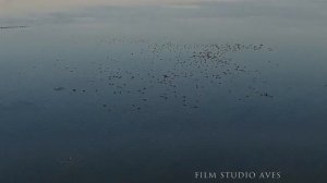 Астраханский биосферный заповедник