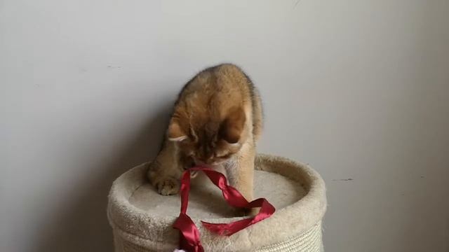 Британский кот золотой шиншиллы CARAND’ACHE PILLIGRIM смотреть онлайн