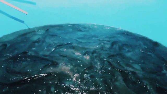 Африканский сом Шардара СПК"Болашак" смотреть онлайн