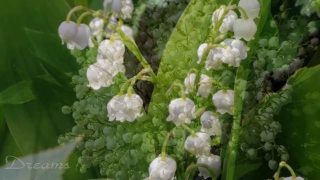 Афанасий Фет. Первый ландыш. смотреть онлайн