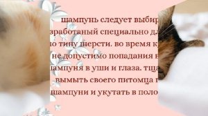 Как сделать шерсть кошки пушистой и красивой/ уход за питомцем