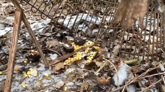 КАК СТАВИТЬ ЛОВУШКУ ПИРАМИДА