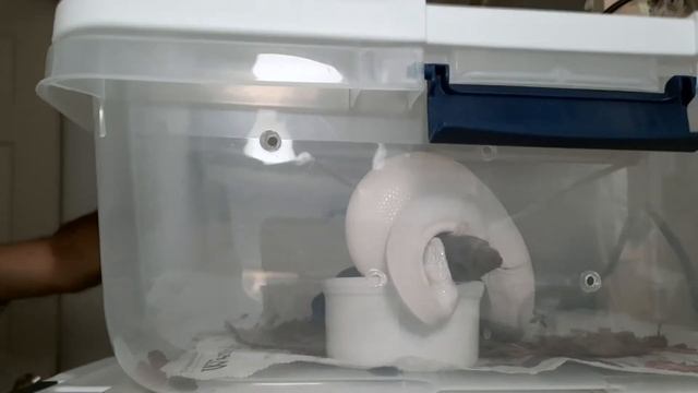Snake Feeding Night! Ball Python strikes in Slow Motion!