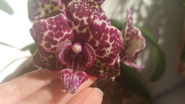 Орхидея Phalaenopsis Wild Cat ( Дикий кот) Голландский и Азиатский , сравниваю домашнее цветение. смотреть онлайн
